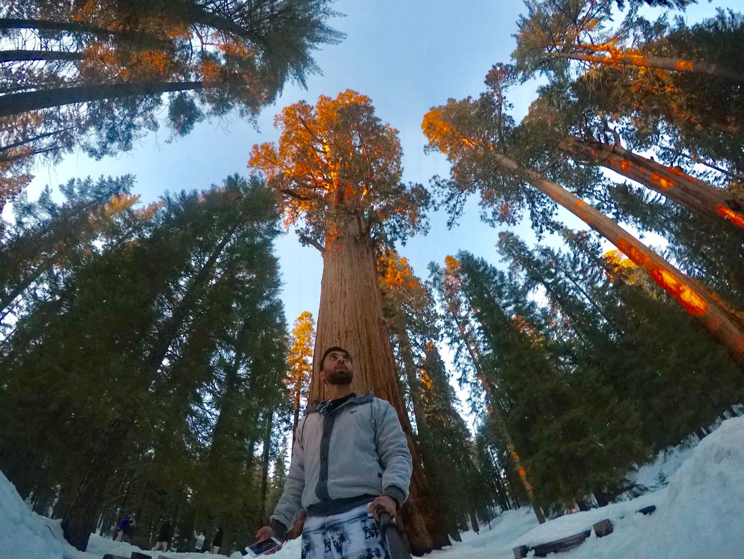 Giant redwoods